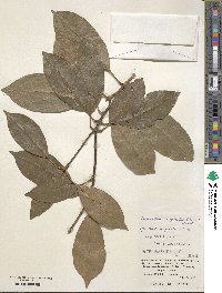 Chengiodendron marginatum image