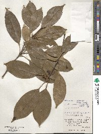 Chengiodendron marginatum image