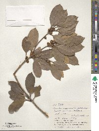 Chengiodendron marginatum image