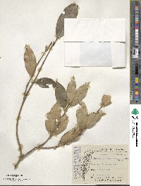 Chengiodendron marginatum image