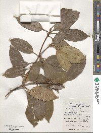 Chengiodendron marginatum image