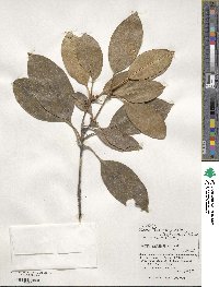 Chengiodendron marginatum image