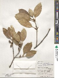 Chengiodendron marginatum image