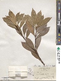 Chengiodendron marginatum image