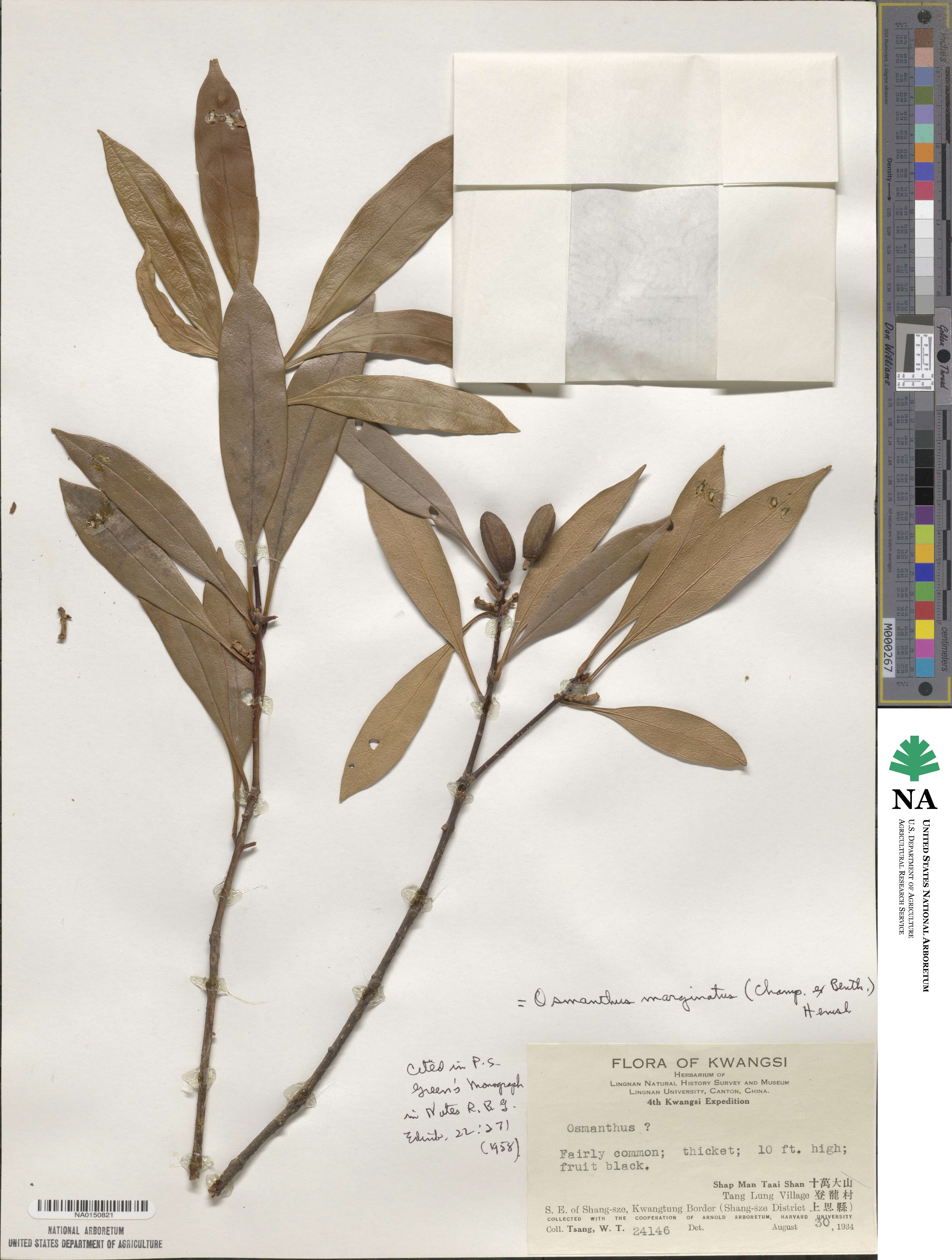 Chengiodendron marginatum image