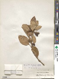 Chengiodendron marginatum image