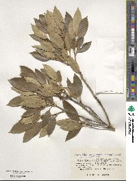 Chengiodendron marginatum image