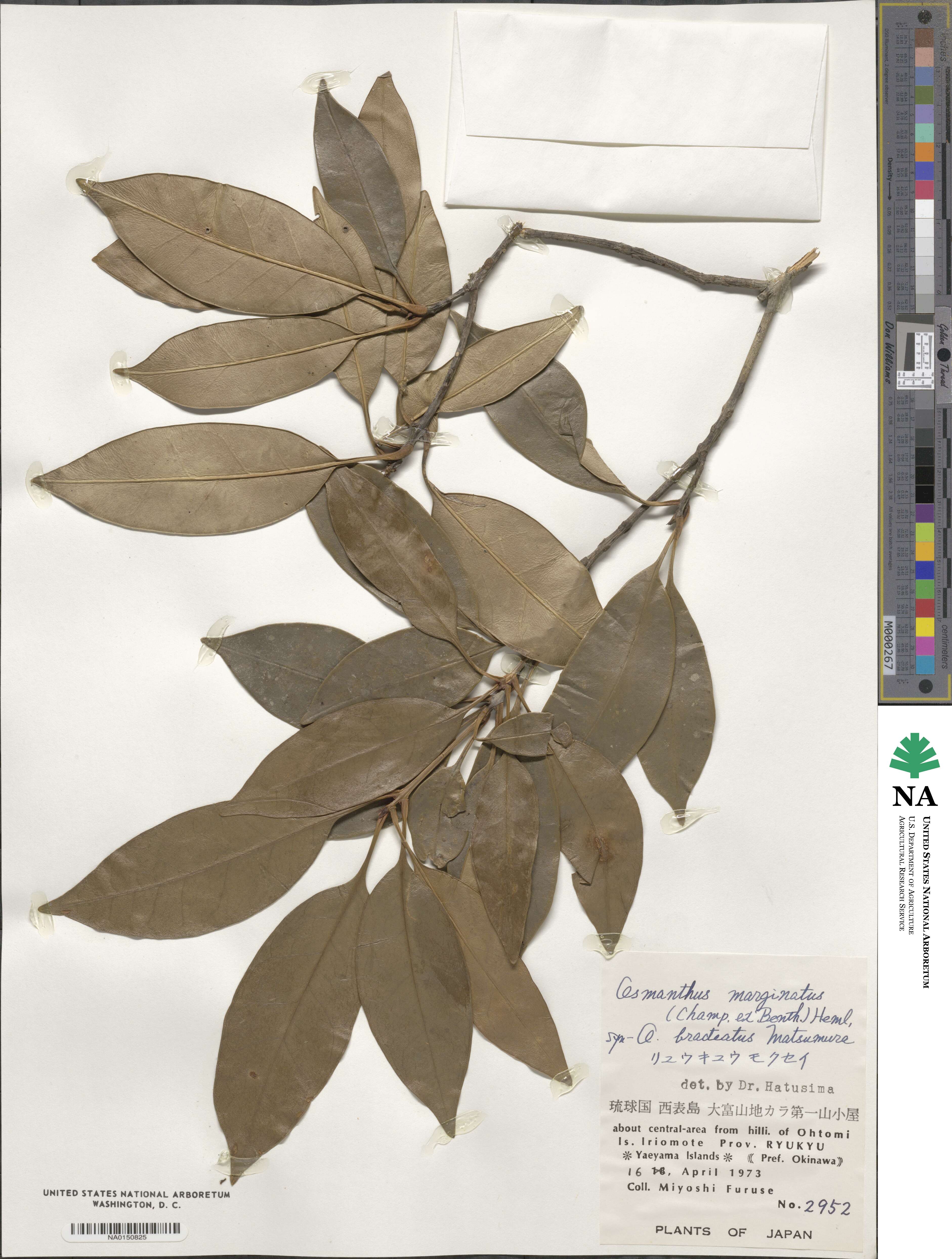 Chengiodendron marginatum image
