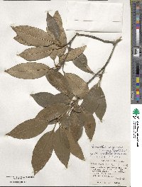 Chengiodendron marginatum image