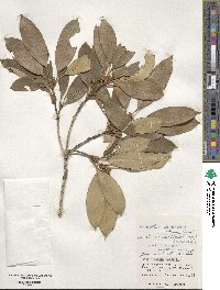 Chengiodendron marginatum image