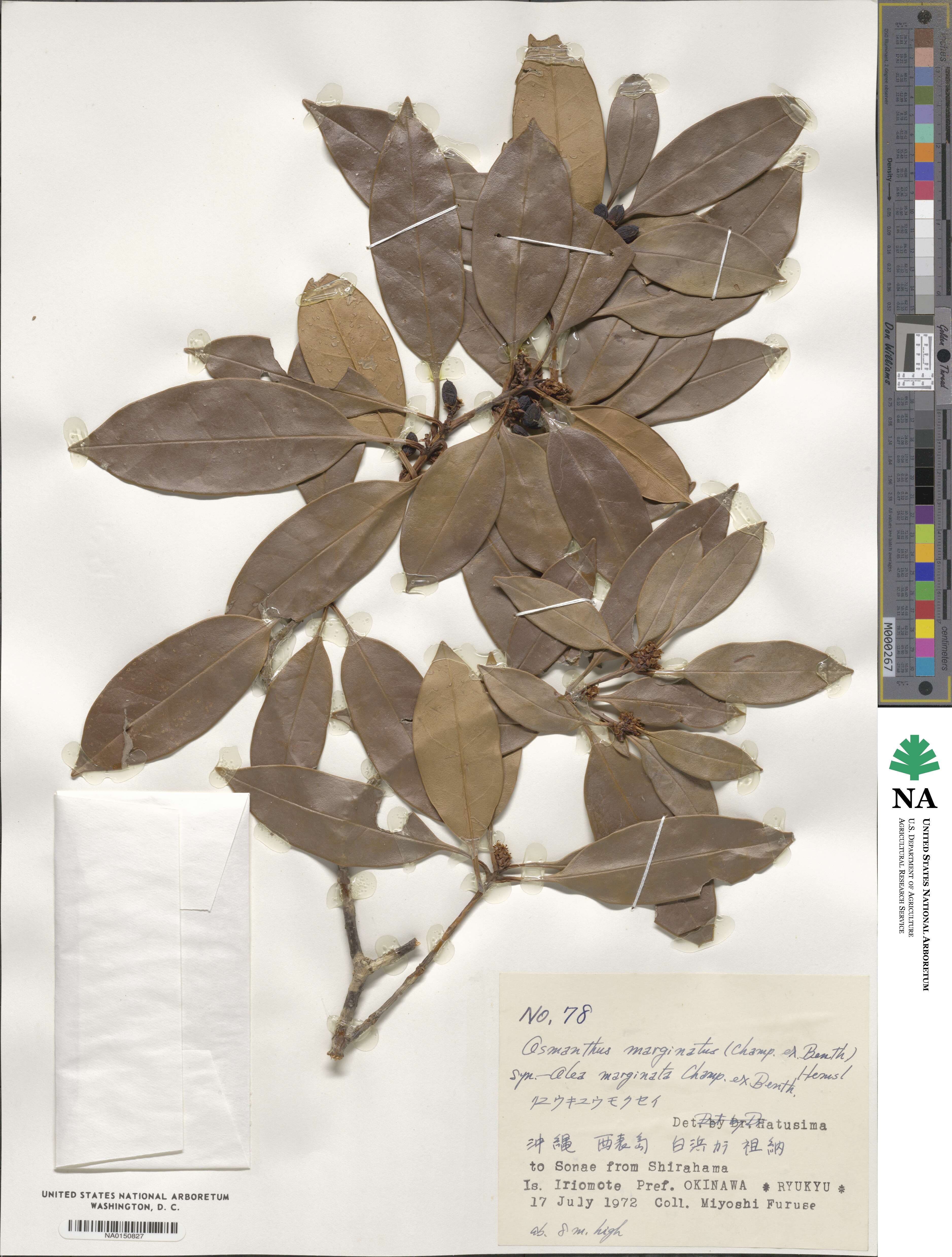 Chengiodendron marginatum image