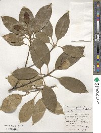 Chengiodendron marginatum image