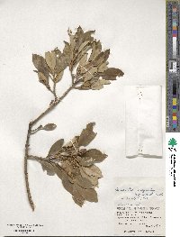 Chengiodendron marginatum image