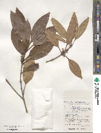 Chengiodendron marginatum image