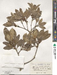 Chengiodendron marginatum image