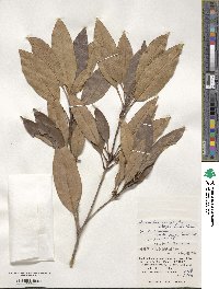 Chengiodendron marginatum image