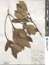 Chengiodendron marginatum image