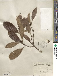 Chengiodendron matsumuranum image