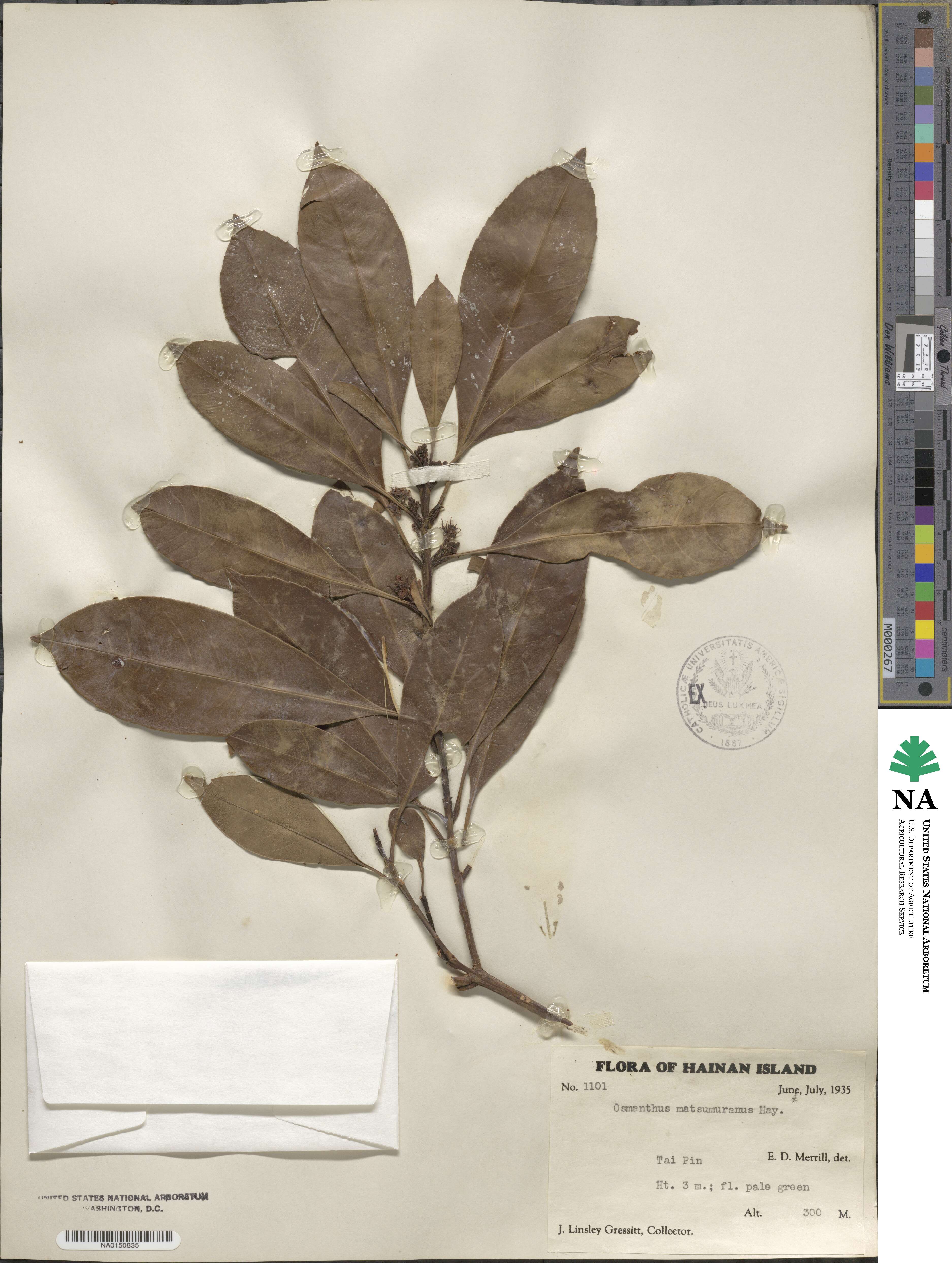 Chengiodendron matsumuranum image