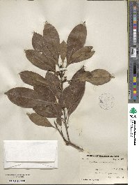 Chengiodendron matsumuranum image