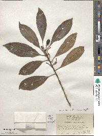 Chengiodendron matsumuranum image