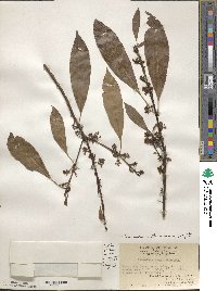 Chengiodendron matsumuranum image