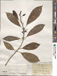 Chengiodendron matsumuranum image