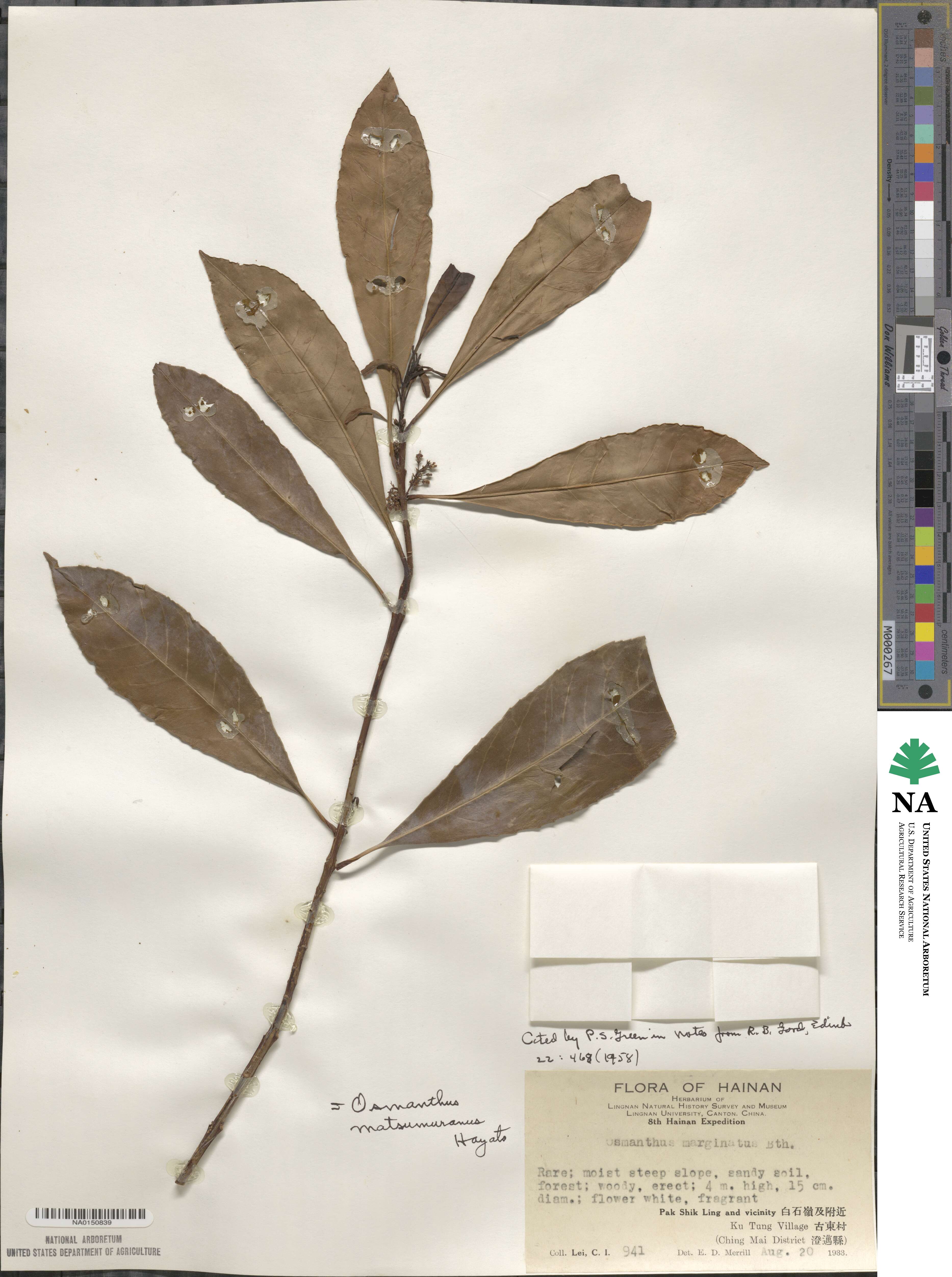 Chengiodendron matsumuranum image