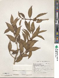 Osmanthus suavis image