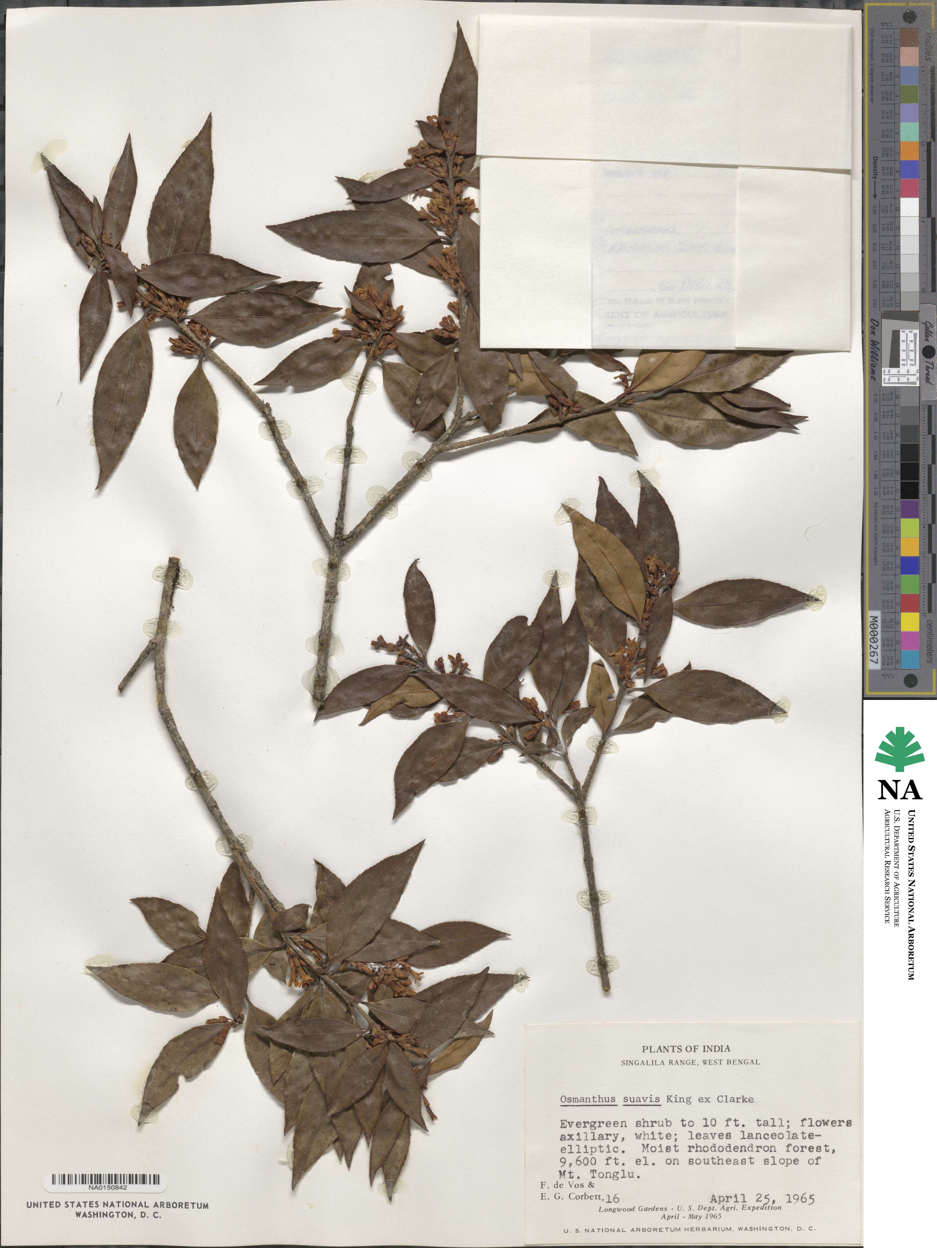 Osmanthus suavis image