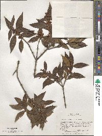 Osmanthus suavis image