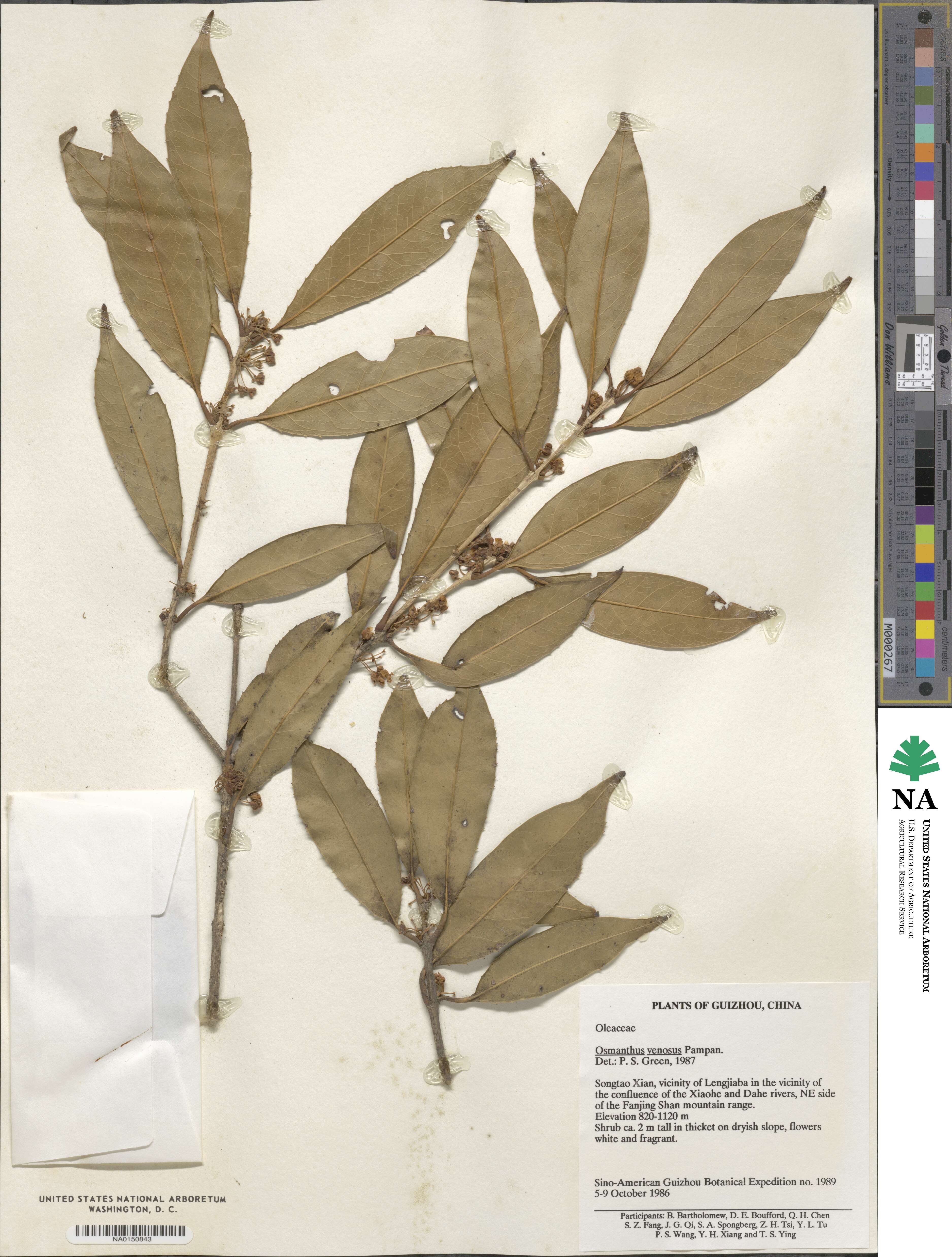 Osmanthus venosus image