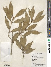 Image of Osmanthus venosus