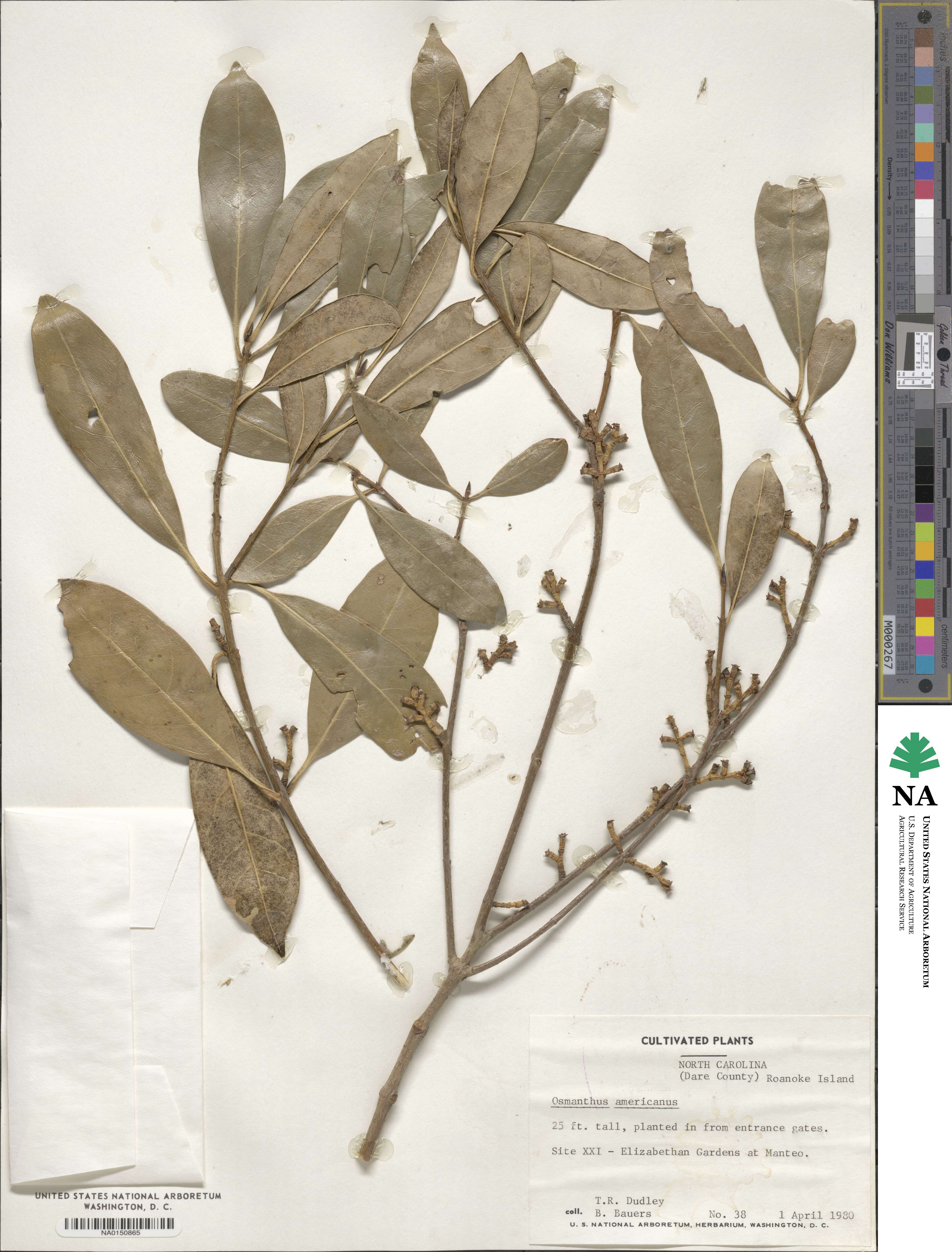 Cartrema americana image