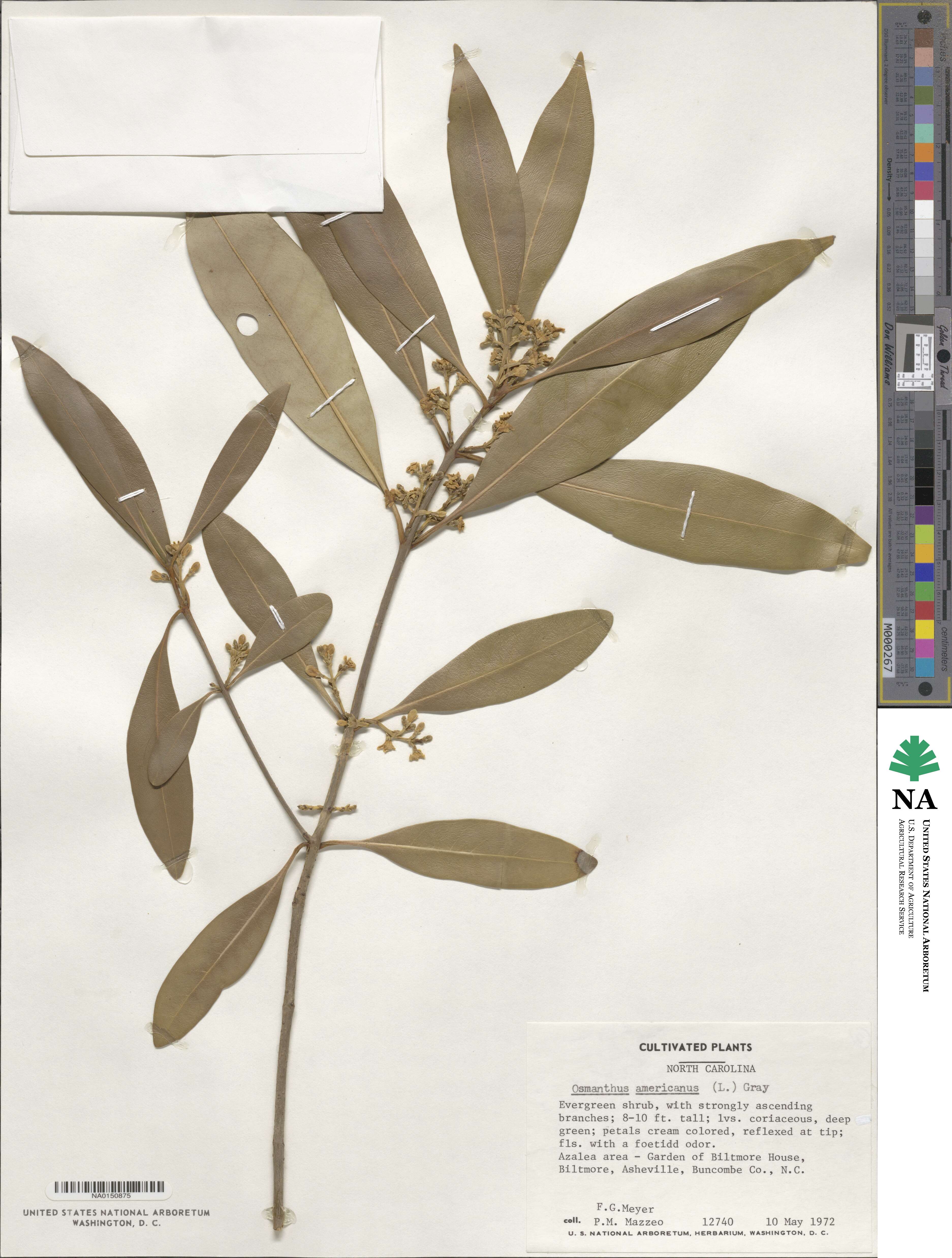 Cartrema americana image