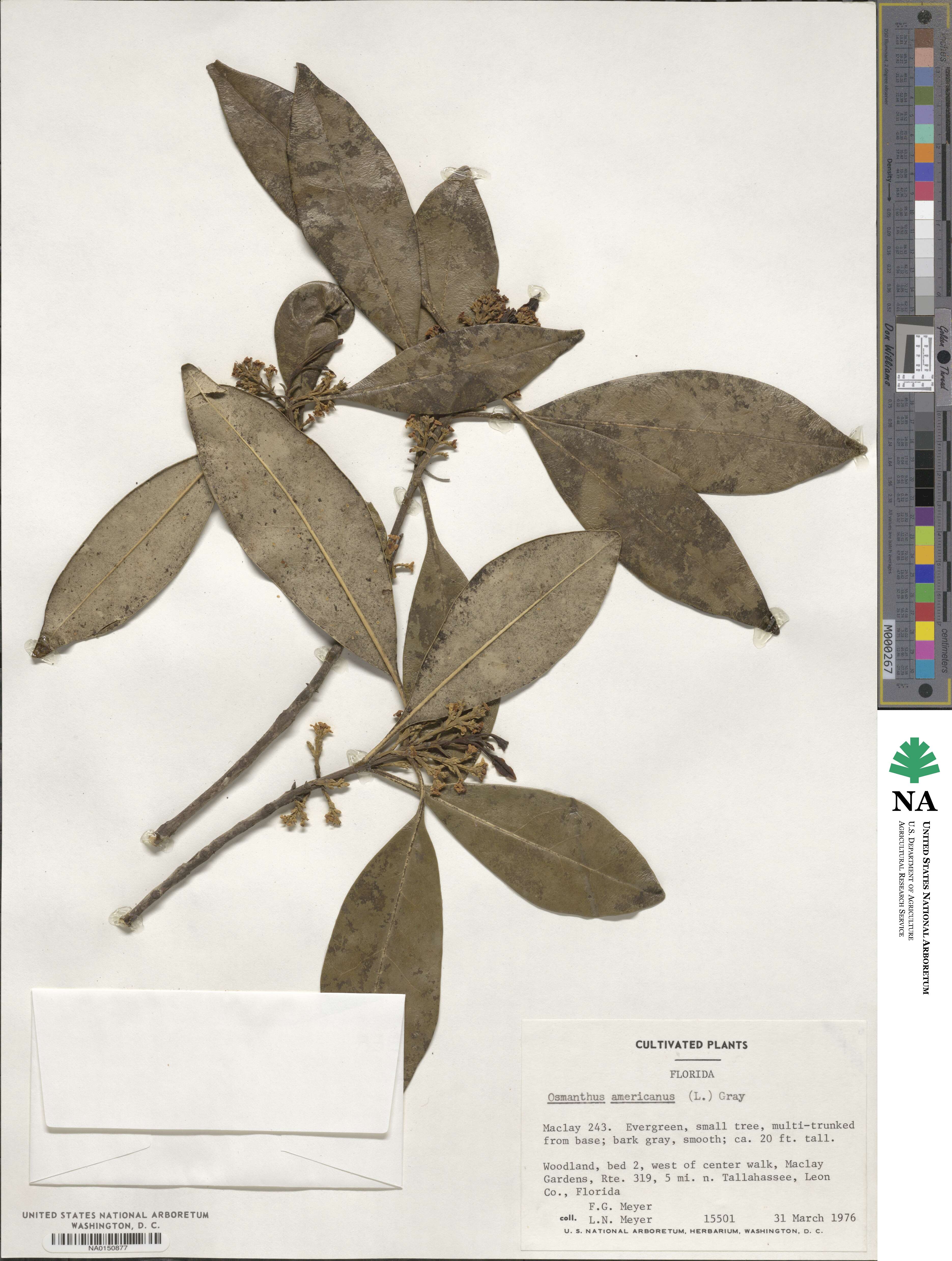 Cartrema americana image