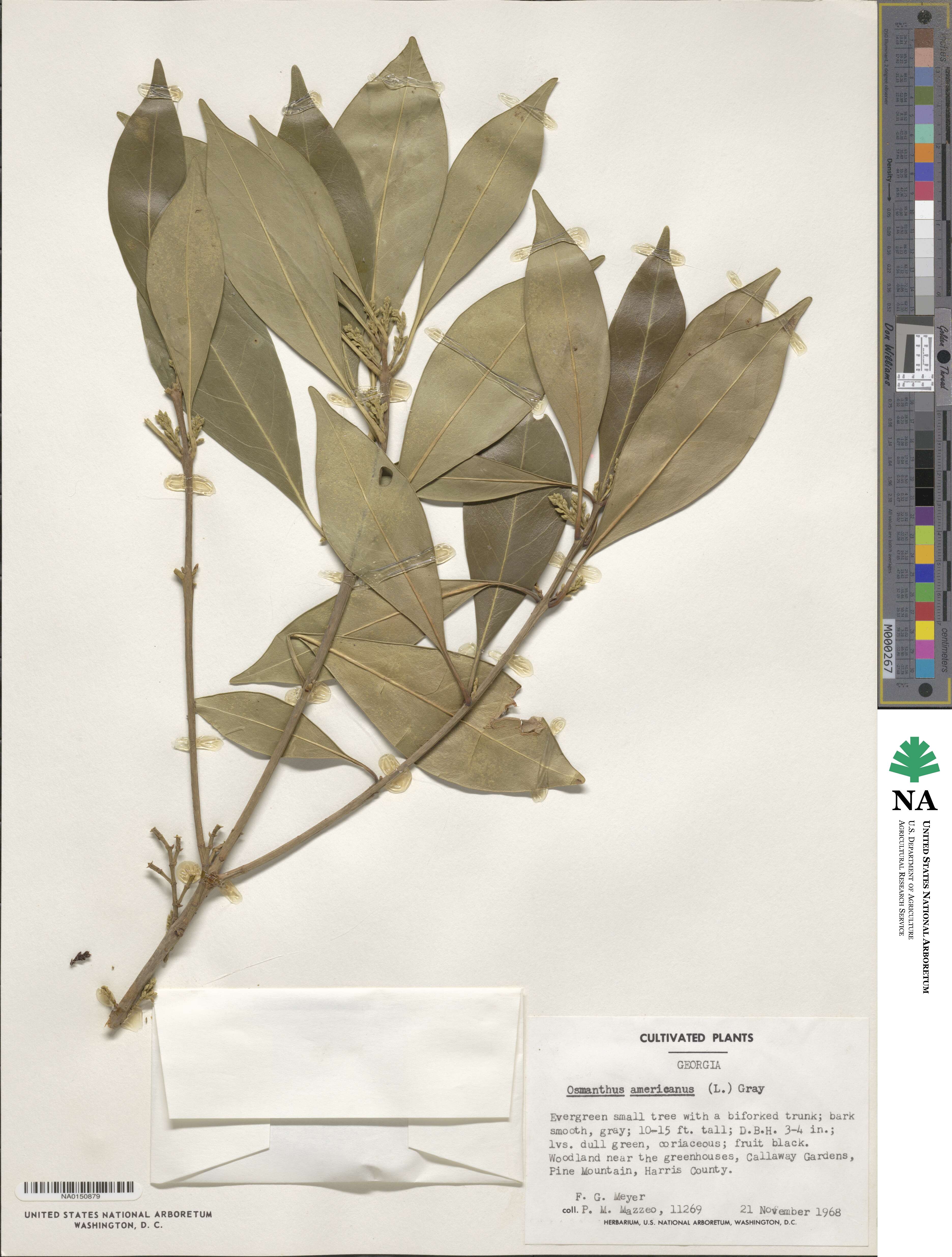 Cartrema americana image