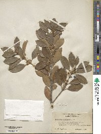 Osmanthus heterophyllus image