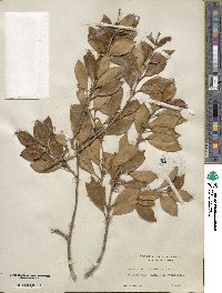 Osmanthus heterophyllus image