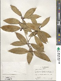 Osmanthus armatus image