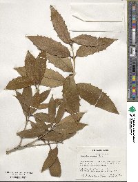 Osmanthus armatus image