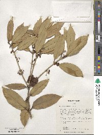 Osmanthus armatus image