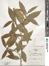 Osmanthus armatus image