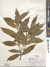 Osmanthus armatus image