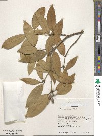 Osmanthus armatus image