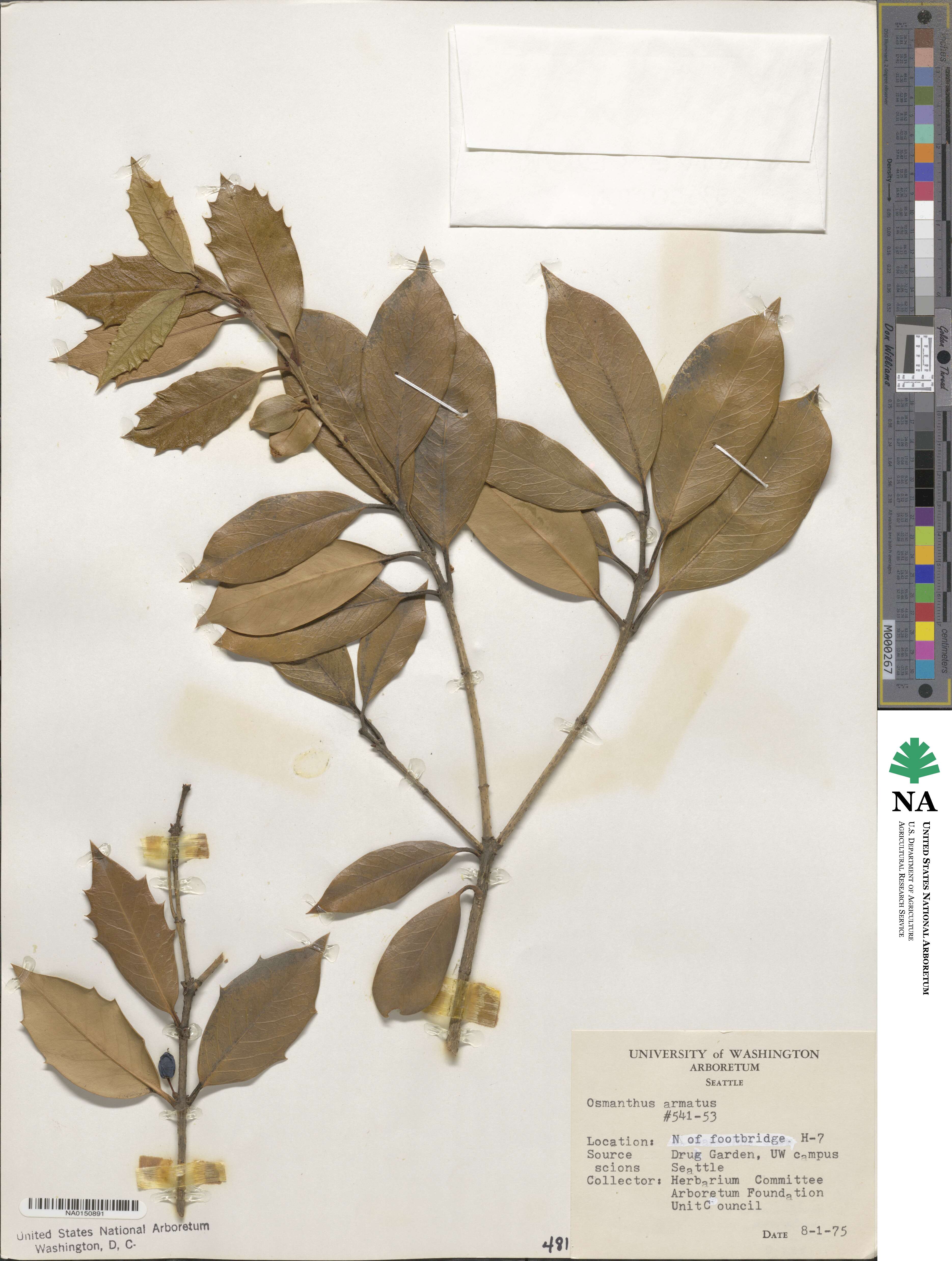 Osmanthus armatus image