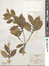 Osmanthus armatus image