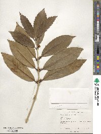 Osmanthus armatus image