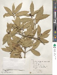 Osmanthus armatus image