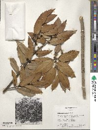 Osmanthus armatus image